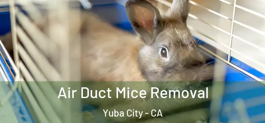 Air Duct Mice Removal Yuba City - CA